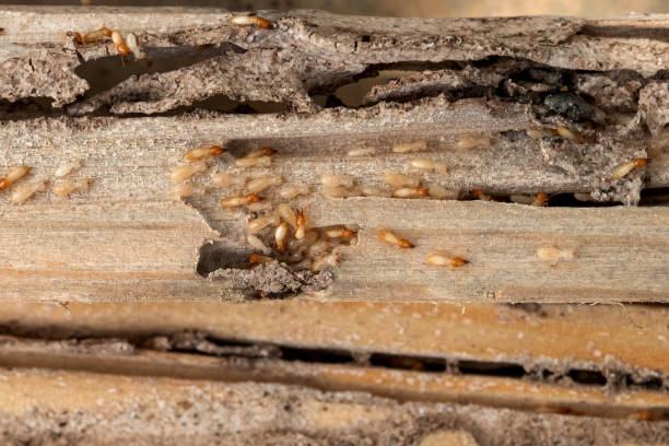 Best Ant Control Services  in Black Diamond, FL