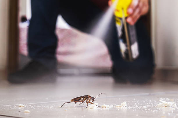 Best Affordable Pest Control Services  in Black Diamond, FL