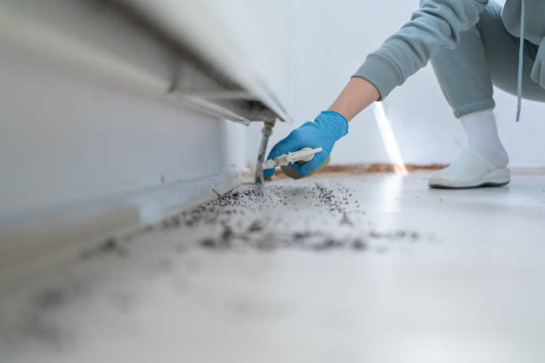 Best Emergency Pest Control  in Black Diamond, FL