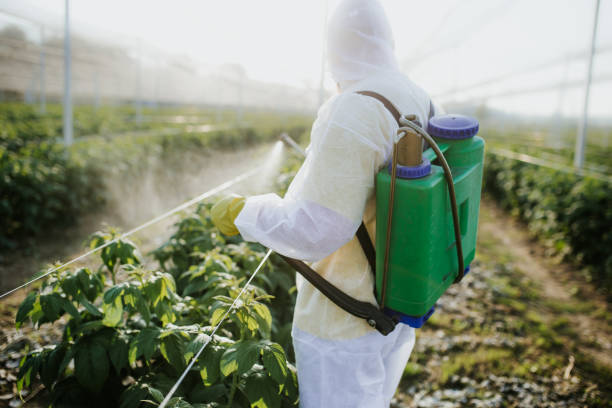 Best Wasp Removal Services  in Black Diamond, FL